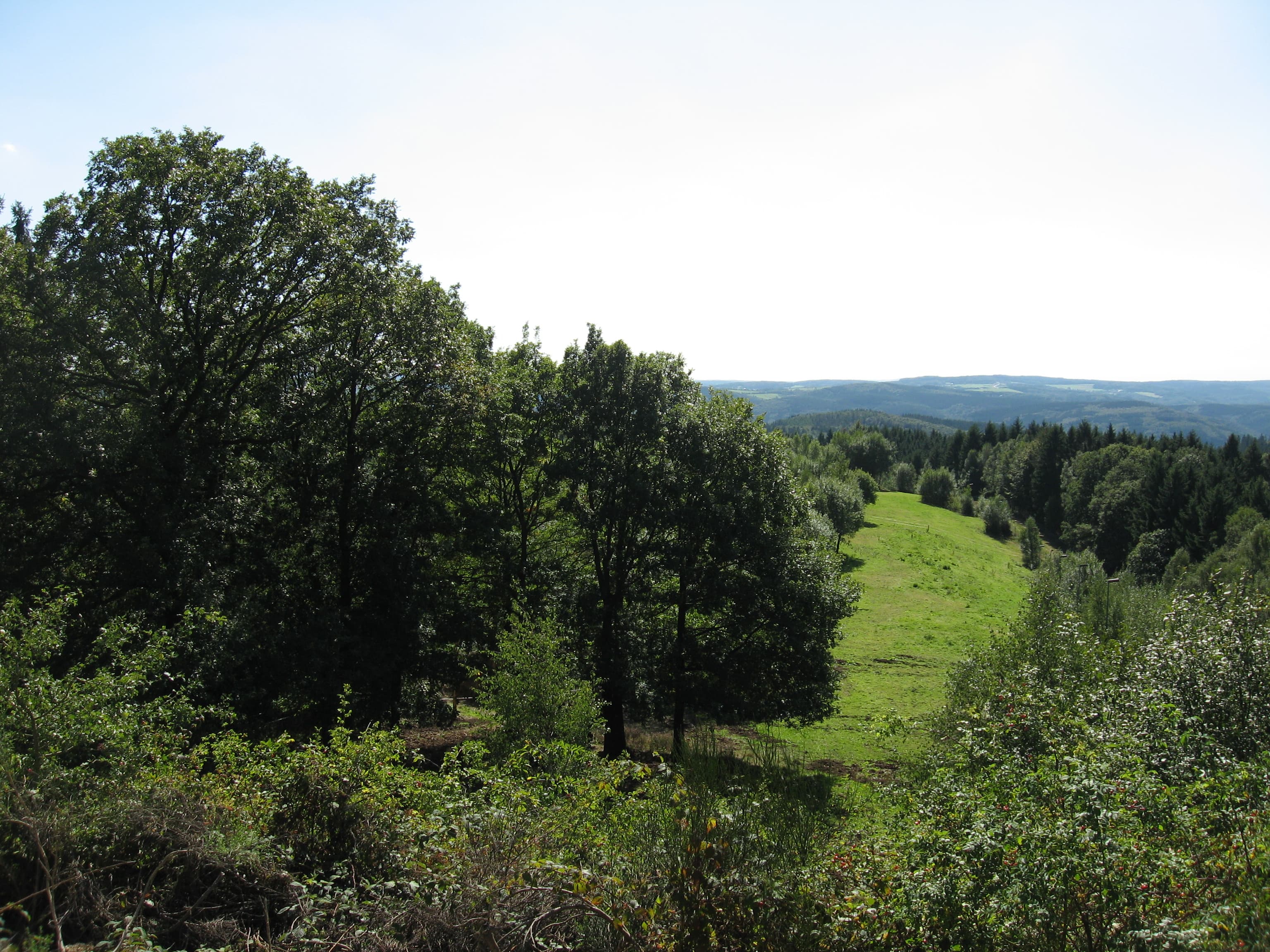 Naturabenteuer im Bergischen – Baumwipfelpfad erleben