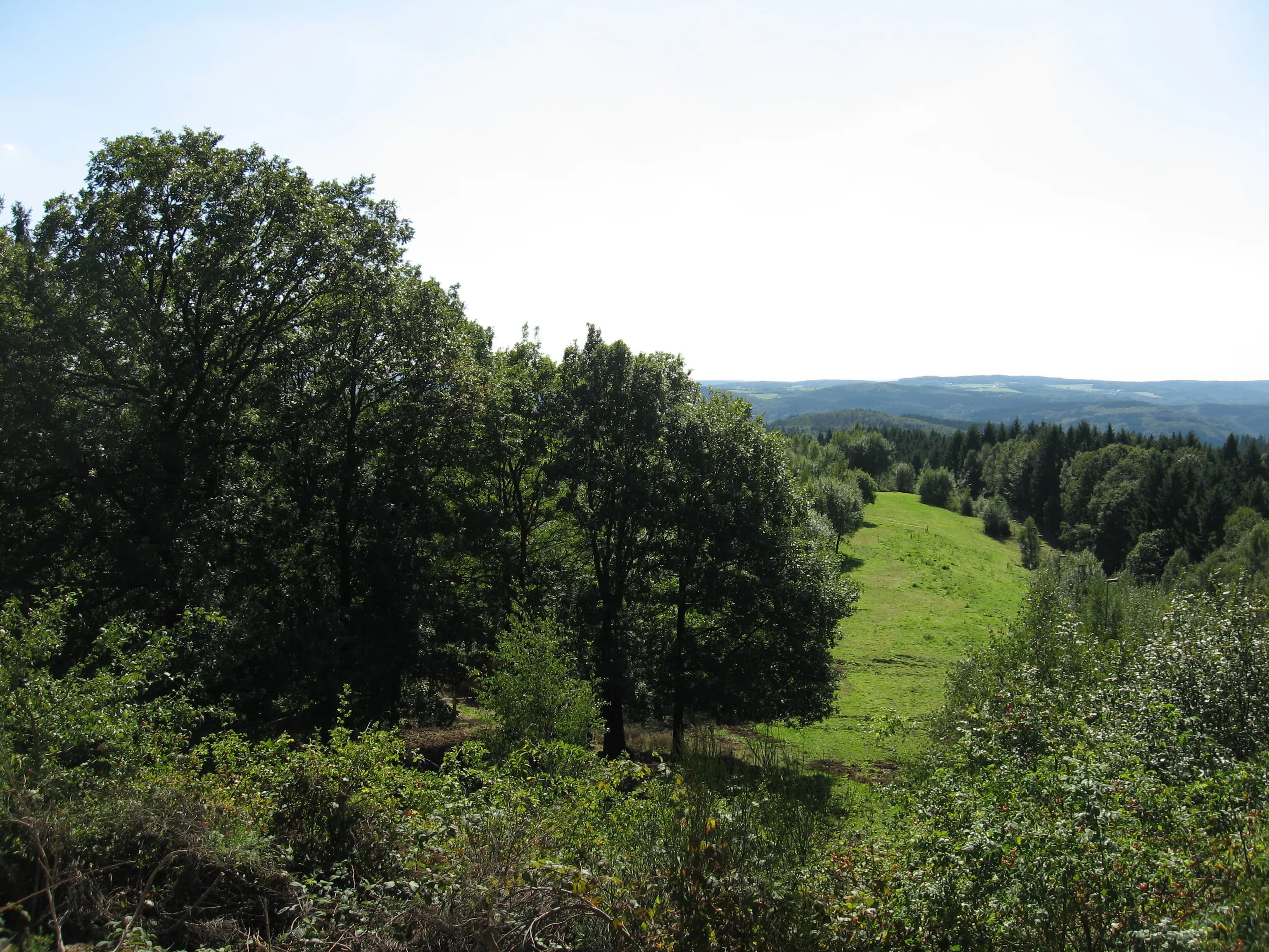 Sommerwege im Windecker Ländchen – schattige Waldtouren 5