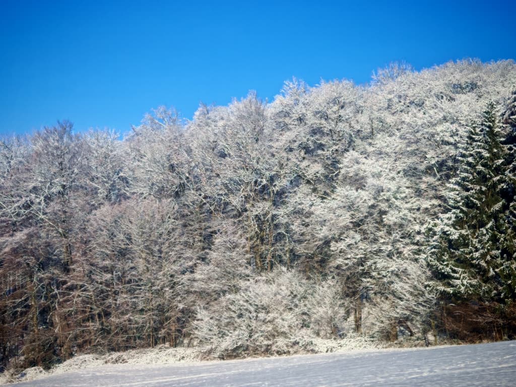 Karneval im Rheinland feiern und im Grünen übernachten