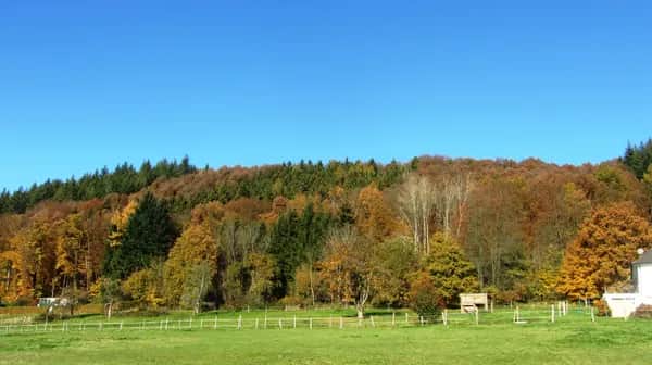 Familienabenteuer im Siegtal – Natur, Tiere und Ausflüge für alle
